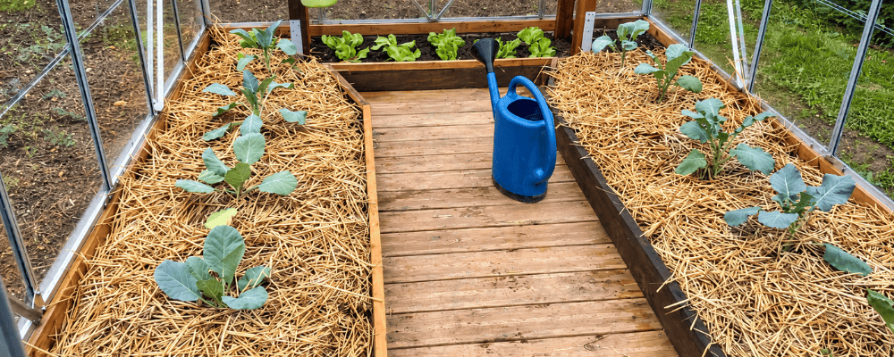 Paillage de paille autour des plants de légumes dans une serre de jardin LAMS